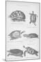 Tortoise, 1885-null-Mounted Giclee Print