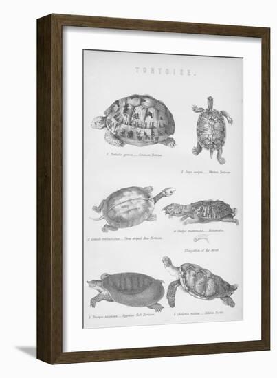 Tortoise, 1885-null-Framed Giclee Print