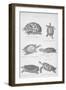 Tortoise, 1885-null-Framed Giclee Print