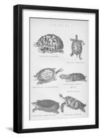 Tortoise, 1885-null-Framed Giclee Print