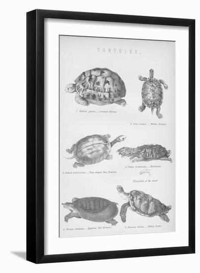 Tortoise, 1885-null-Framed Giclee Print