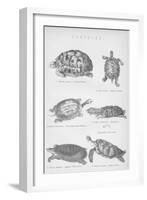 Tortoise, 1885-null-Framed Giclee Print