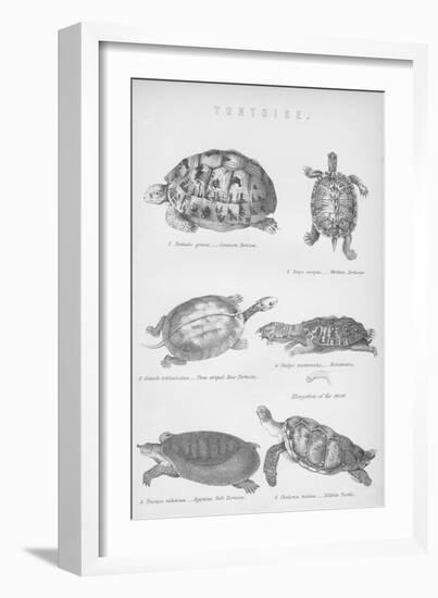 Tortoise, 1885-null-Framed Giclee Print