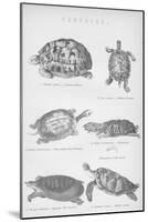 Tortoise, 1885-null-Mounted Giclee Print