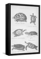 Tortoise, 1885-null-Framed Stretched Canvas