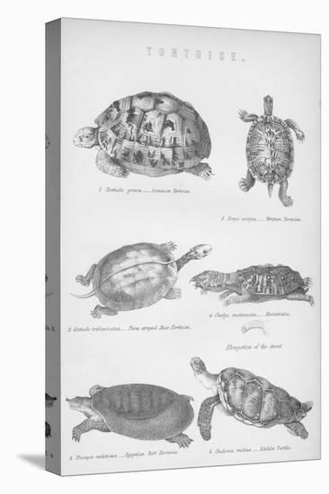 Tortoise, 1885-null-Stretched Canvas