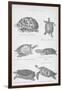 Tortoise, 1885-null-Framed Premium Giclee Print