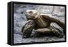 Tortoise 1-Robert Michaud-Framed Stretched Canvas