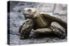 Tortoise 1-Robert Michaud-Stretched Canvas