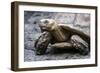 Tortoise 1-Robert Michaud-Framed Giclee Print