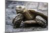 Tortoise 1-Robert Michaud-Mounted Giclee Print