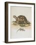 Tortoise and Lizard-null-Framed Giclee Print