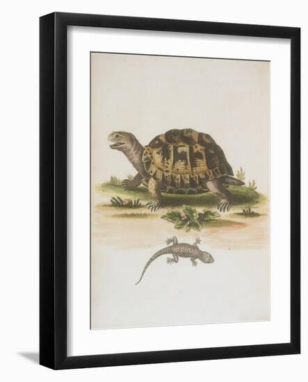 Tortoise and Lizard-null-Framed Giclee Print