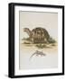 Tortoise and Lizard-null-Framed Giclee Print