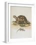 Tortoise and Lizard-null-Framed Giclee Print