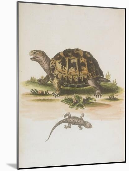 Tortoise and Lizard-null-Mounted Giclee Print