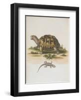 Tortoise and Lizard-null-Framed Premium Giclee Print