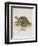 Tortoise and Lizard-null-Framed Premium Giclee Print