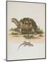 Tortoise and Lizard-null-Mounted Premium Giclee Print