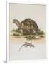 Tortoise and Lizard-null-Framed Giclee Print