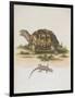 Tortoise and Lizard-null-Framed Giclee Print