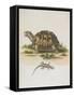 Tortoise and Lizard-null-Framed Stretched Canvas