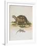 Tortoise and Lizard-null-Framed Giclee Print