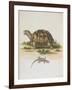 Tortoise and Lizard-null-Framed Giclee Print