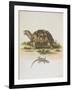 Tortoise and Lizard-null-Framed Giclee Print