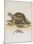 Tortoise and Lizard-null-Mounted Giclee Print