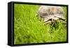 Tortoise in Meadow-Ned Frisk-Framed Stretched Canvas