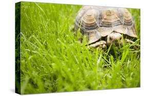 Tortoise in Meadow-Ned Frisk-Stretched Canvas