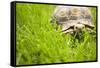 Tortoise in Meadow-Ned Frisk-Framed Stretched Canvas