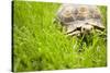 Tortoise in Meadow-Ned Frisk-Stretched Canvas