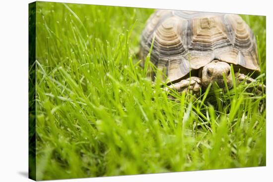 Tortoise in Meadow-Ned Frisk-Stretched Canvas