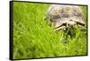 Tortoise in Meadow-Ned Frisk-Framed Stretched Canvas