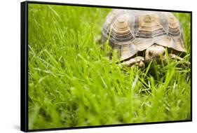 Tortoise in Meadow-Ned Frisk-Framed Stretched Canvas