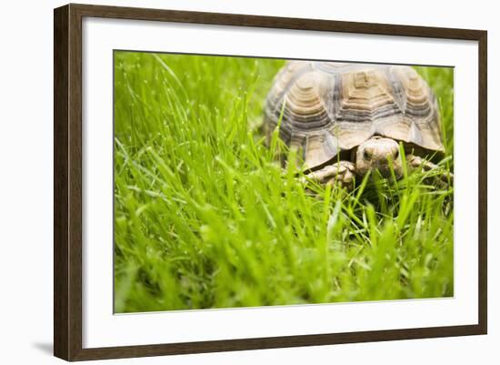 Tortoise in Meadow-Ned Frisk-Framed Photographic Print