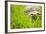 Tortoise in Meadow-Ned Frisk-Framed Photographic Print