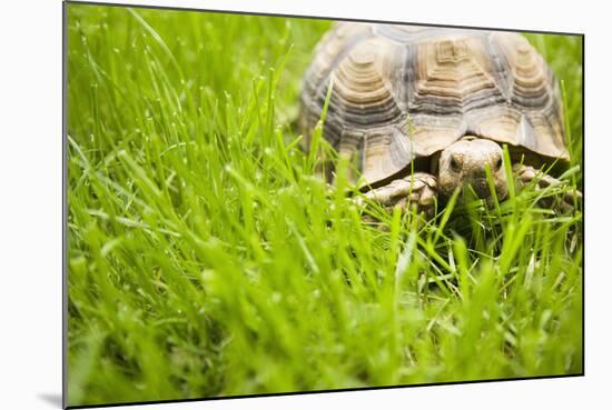 Tortoise in Meadow-Ned Frisk-Mounted Photographic Print