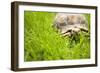 Tortoise in Meadow-Ned Frisk-Framed Photographic Print