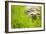 Tortoise in Meadow-Ned Frisk-Framed Photographic Print