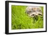 Tortoise in Meadow-Ned Frisk-Framed Photographic Print