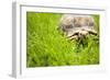 Tortoise in Meadow-Ned Frisk-Framed Photographic Print