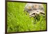 Tortoise in Meadow-Ned Frisk-Framed Photographic Print