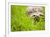 Tortoise in Meadow-Ned Frisk-Framed Photographic Print