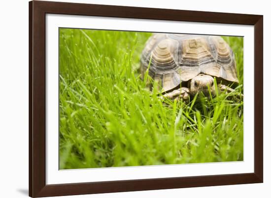 Tortoise in Meadow-Ned Frisk-Framed Photographic Print