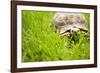 Tortoise in Meadow-Ned Frisk-Framed Photographic Print