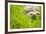 Tortoise in Meadow-Ned Frisk-Framed Photographic Print