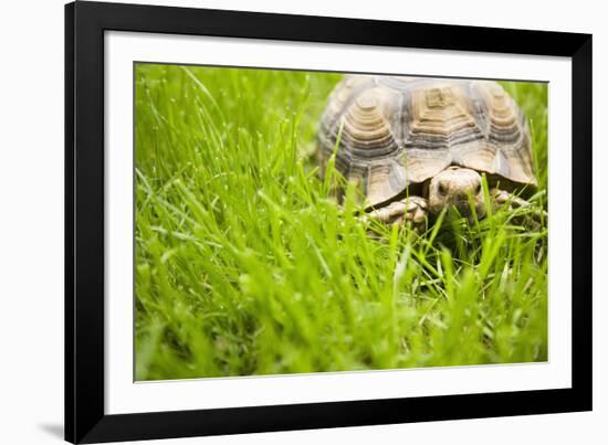 Tortoise in Meadow-Ned Frisk-Framed Photographic Print